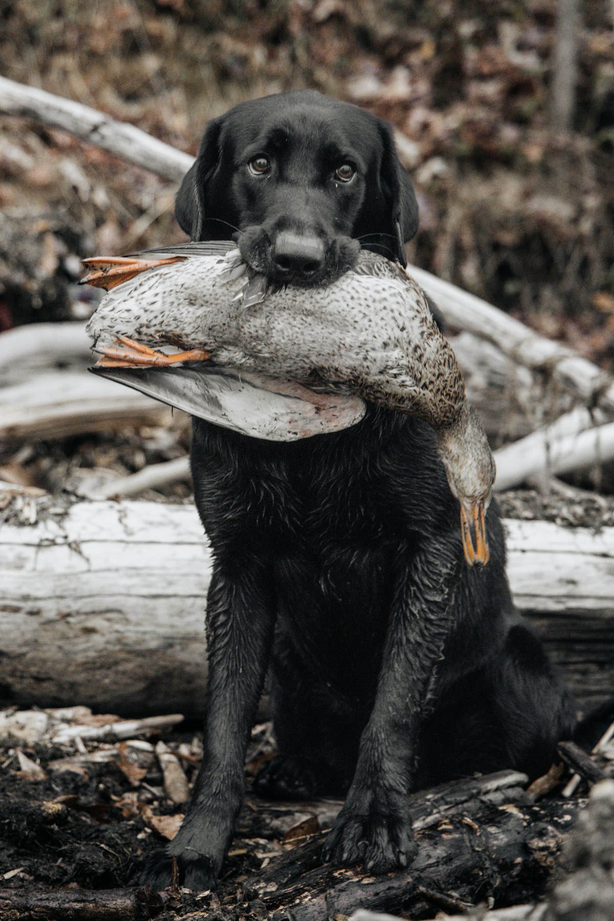 Retriever dog carrying a duck
